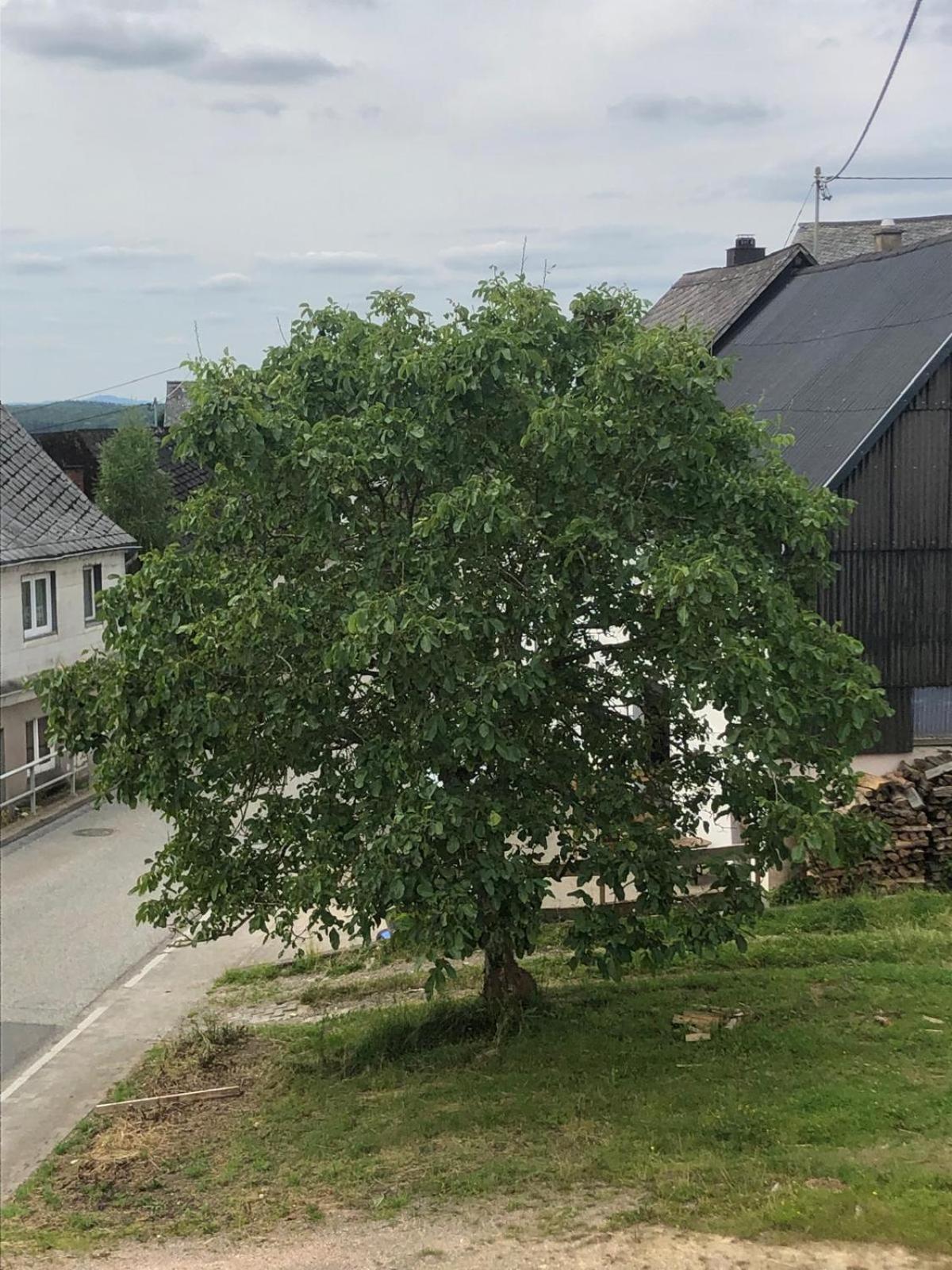 Neu Renovierte Wohnung In Alter Schule Hattgenstein Bagian luar foto